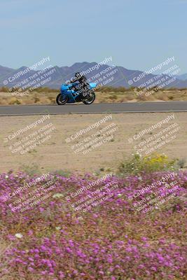 media/Mar-12-2023-SoCal Trackdays (Sun) [[d4c8249724]]/Turn 15 Inside Bloom (130pm)/